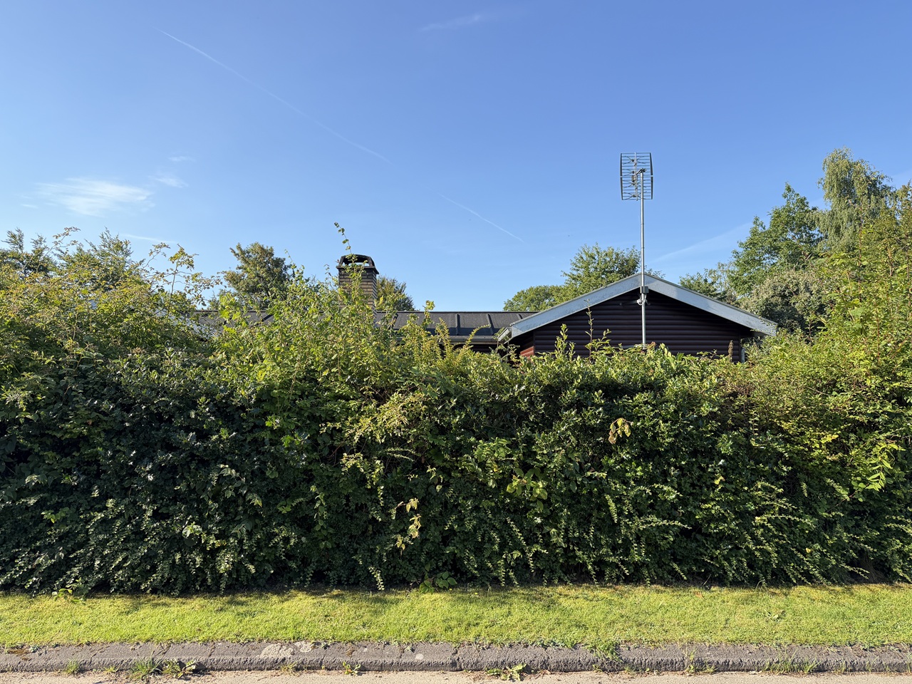 Vilter naturhæk før hækklipning i 3100 Hornbæk.