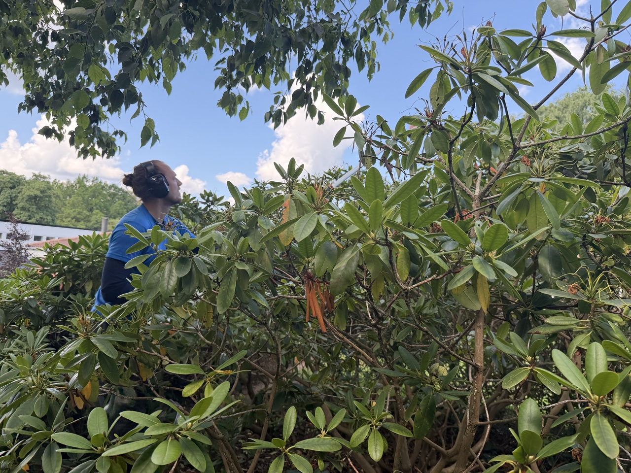 Målrettet beskæring af stor rhododendron i en have i Holte.