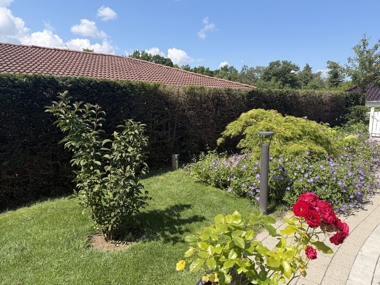 Frodig have i Holte med beskåret takshæk, blomster, græsplæne og japansk løn.
