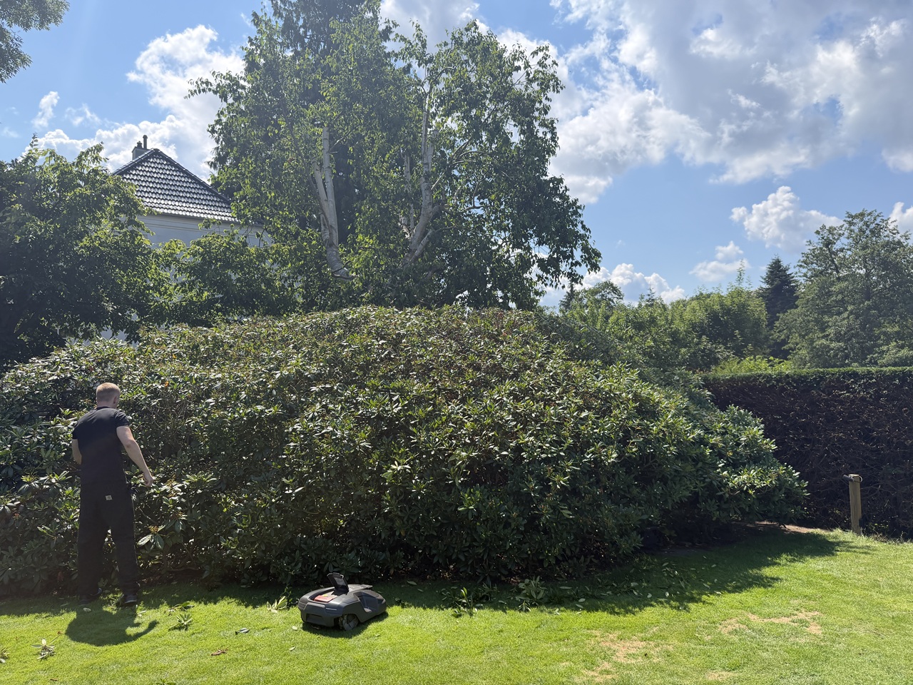 Stor rhododendronbeplantning beskæres som en del af haveservice i Holte.