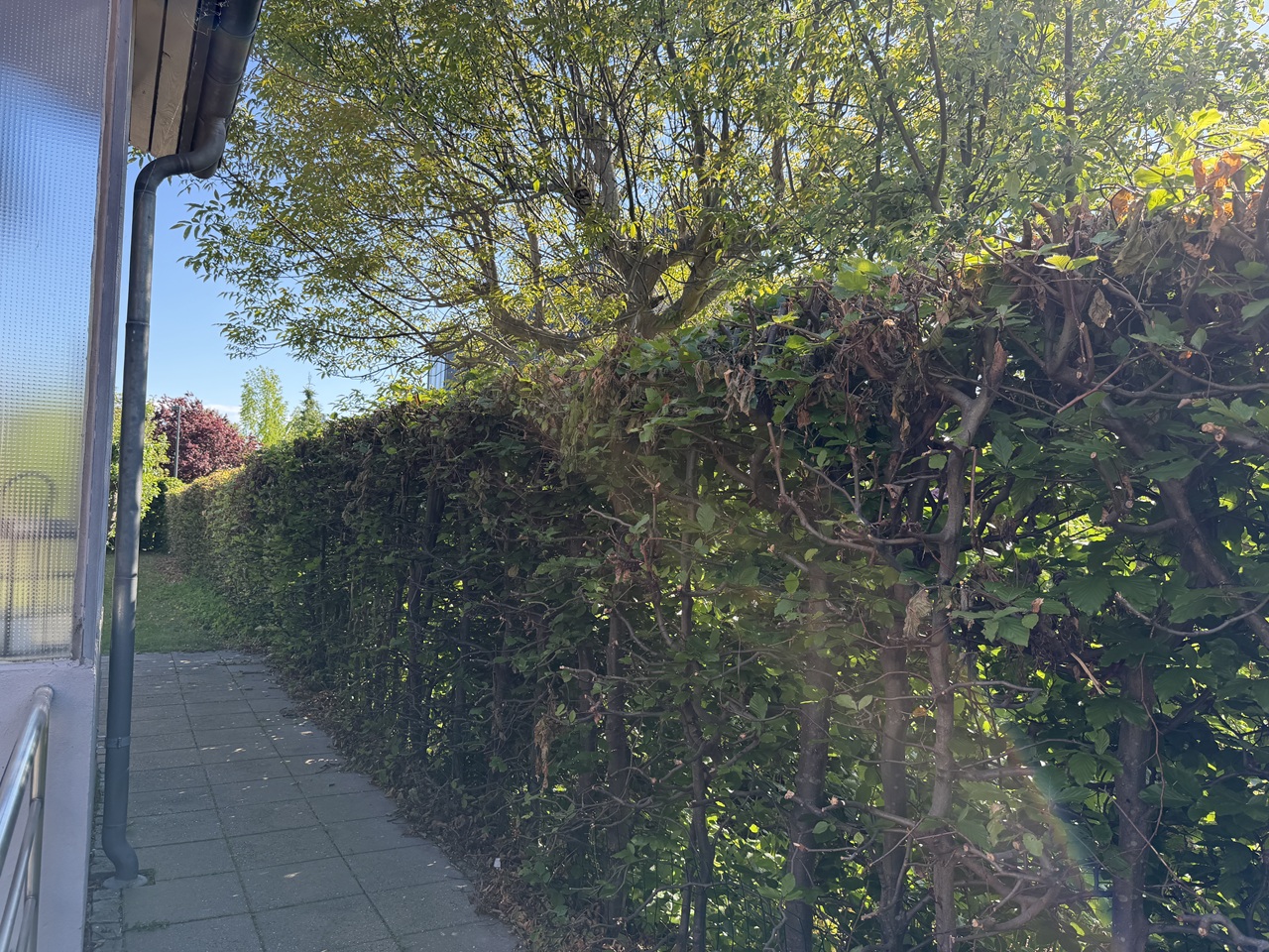 Indskæring af hæk i København – bedre plads ved huset Indskæring af bred hæk i København: Bedre plads langs den belagte gang ved huset i Valby.