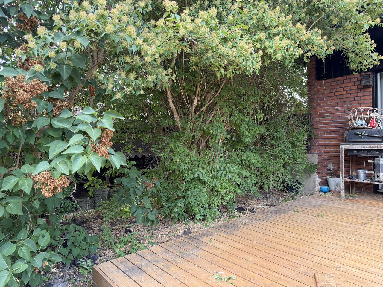 Terrassen efter salgsklargøring i Kastrup på Amager Åben terrasse efter beskæring og salgsklargøring af tilgroet have i Kastrup på Amager