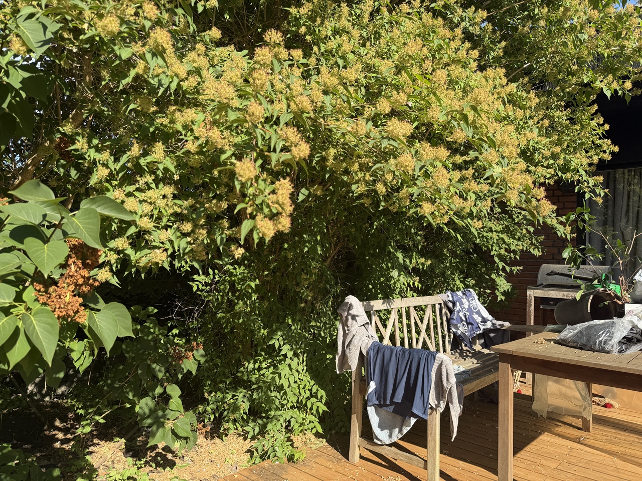 Bevoksning over terrasse og havemøbler i Kastrup Store buske og grene vokser ind over bænk og terrasse før salgsklargøring i Kastrup