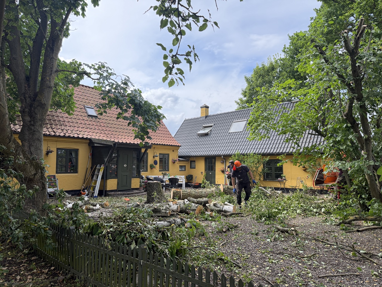 skovfolk-og-jordfolk-under-stor-traefaeldningsopgave-4 2026-06-30 15.30.04