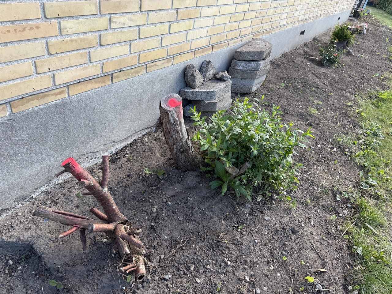 stubfraesning-holbaek-afskaaring-af-stubbe-ved-husmur-2026-08-01 16.13.33