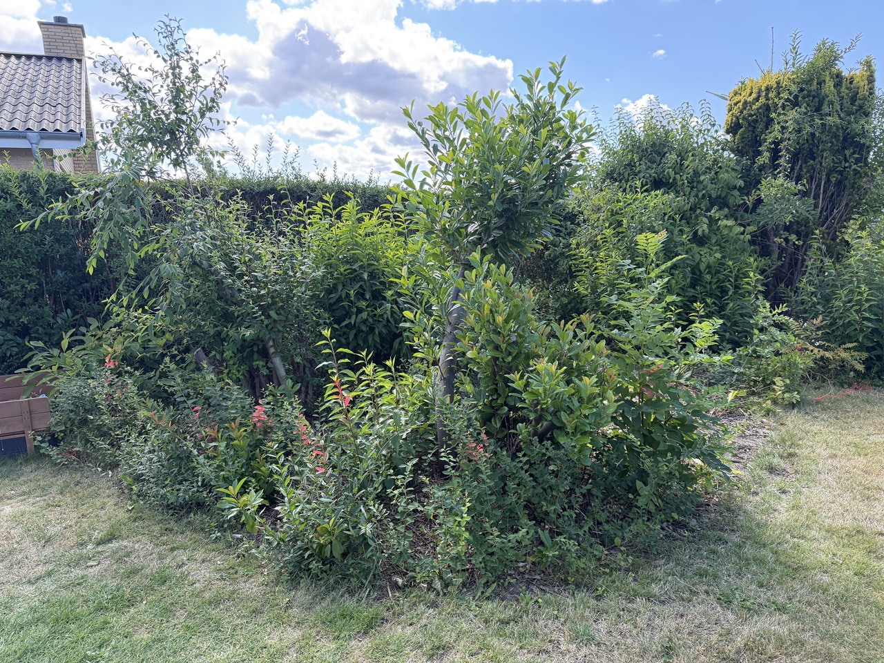 stubfraesning-holbaek-tilgroet-have-foer-fjernelse-af-stubbe-2026-08-01 16.14.21