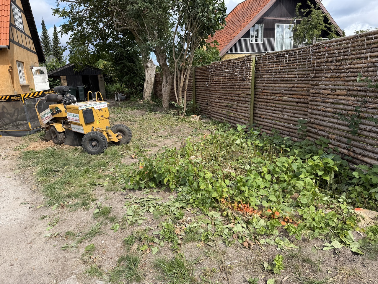 Haveområde i Virum før stubfræsning med afskårne stubbe og tæt beplantning langs raftehegn.