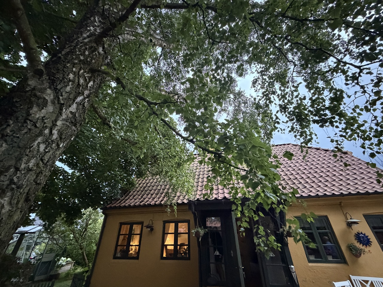 traefaeldning-beskaering-kastrup-store-traeer-taet-paa-hus-hovedbillede- 2026-06-14 21.36.38
