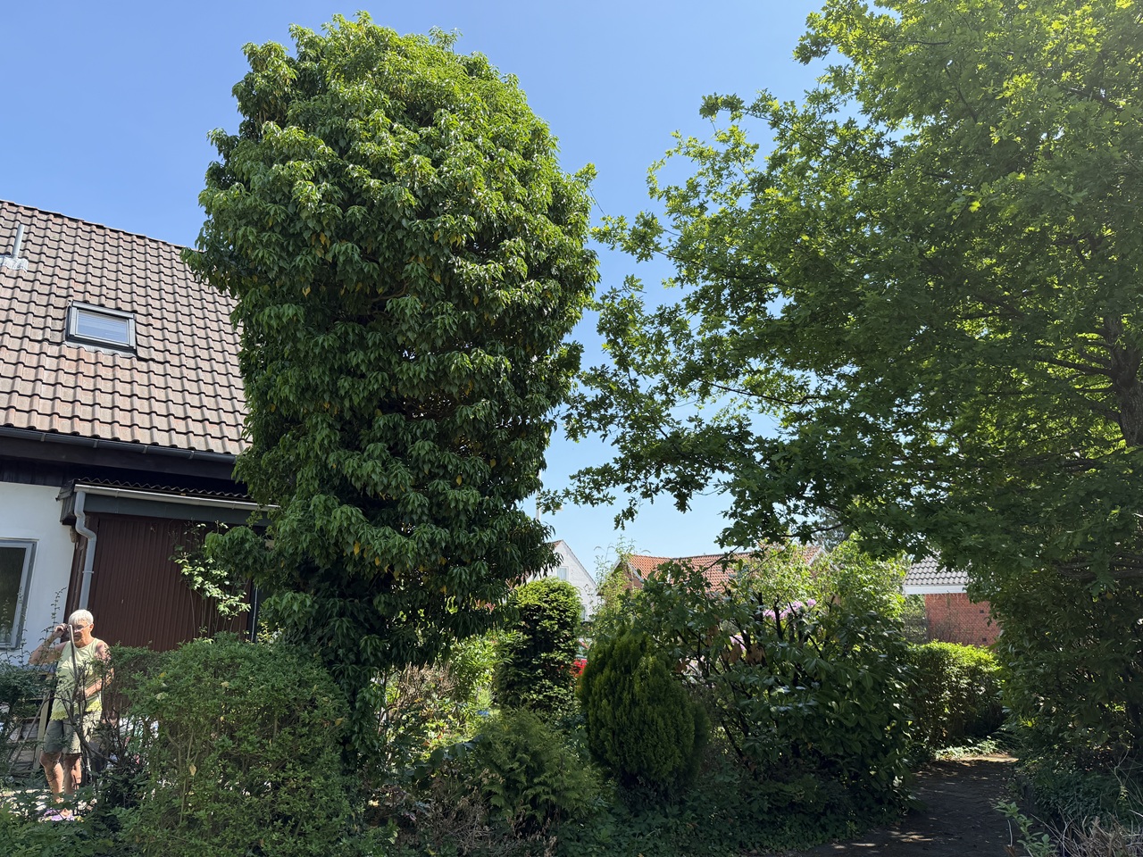 traefaeldning-hvidovre-stor-efeuovergroet-stamme-foer-faeldning-2026-06-02 13.23.35
