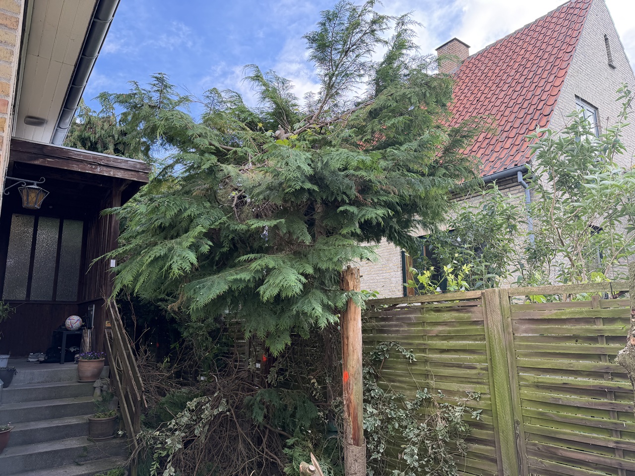 Stort tæt nåletræ ved hus og hegn før kontrolleret træfældning i Valby.