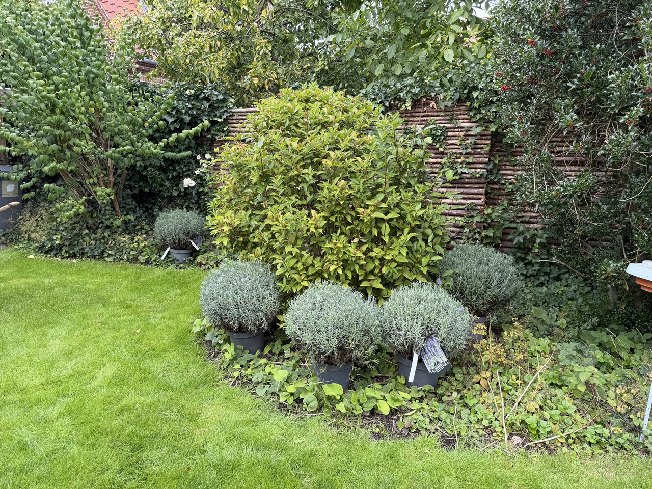 Store Lavandula angustifolia Munstead stillet op foran bedet før plantning i Frederiksberg.