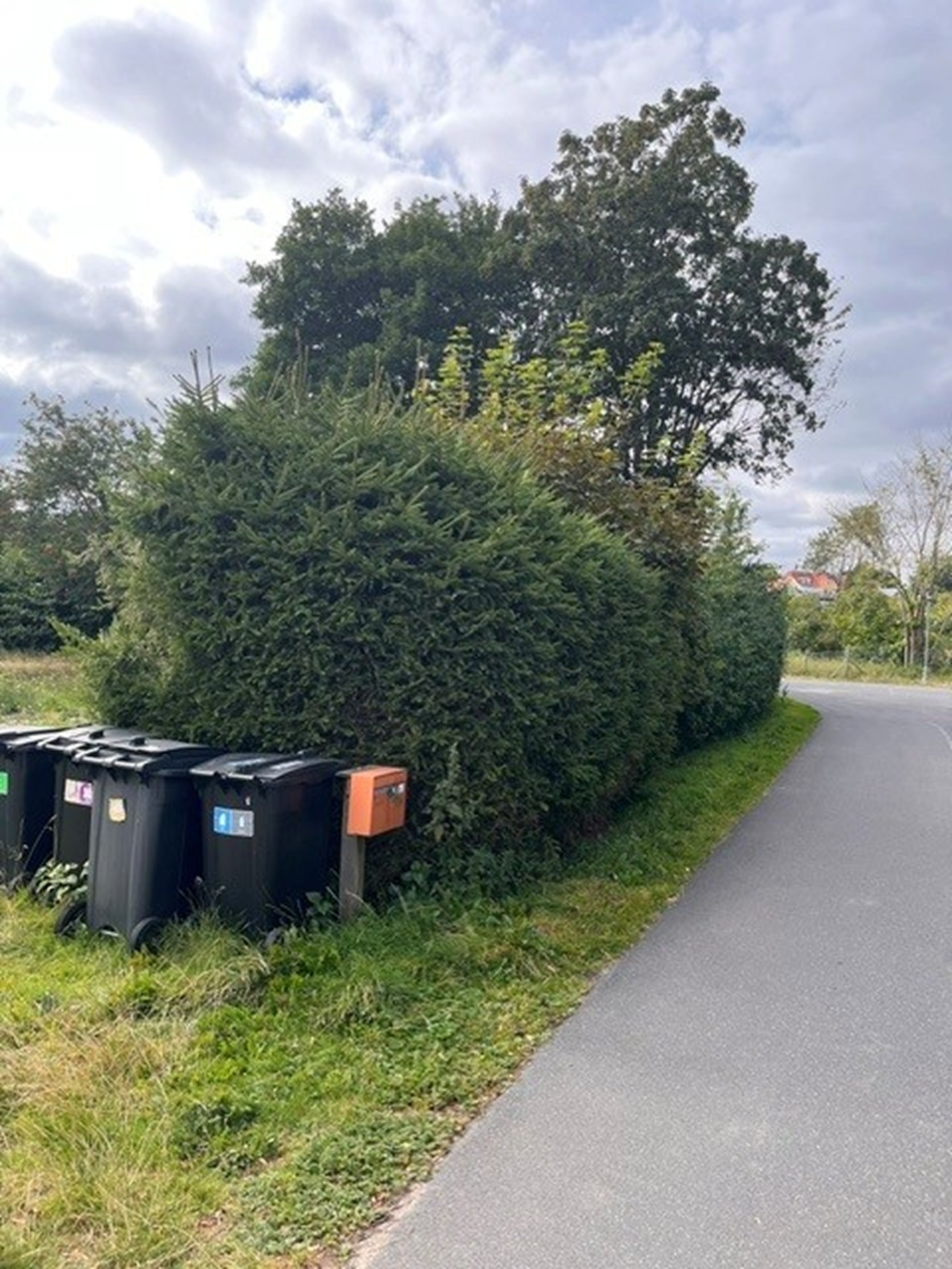 Tæt hæk langs byggegrund i Nødebo ved Fredensborg før rydning