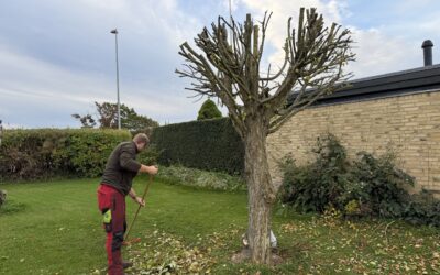 Beskæring af hjertetræ i Ganløse, 3660 Stenløse