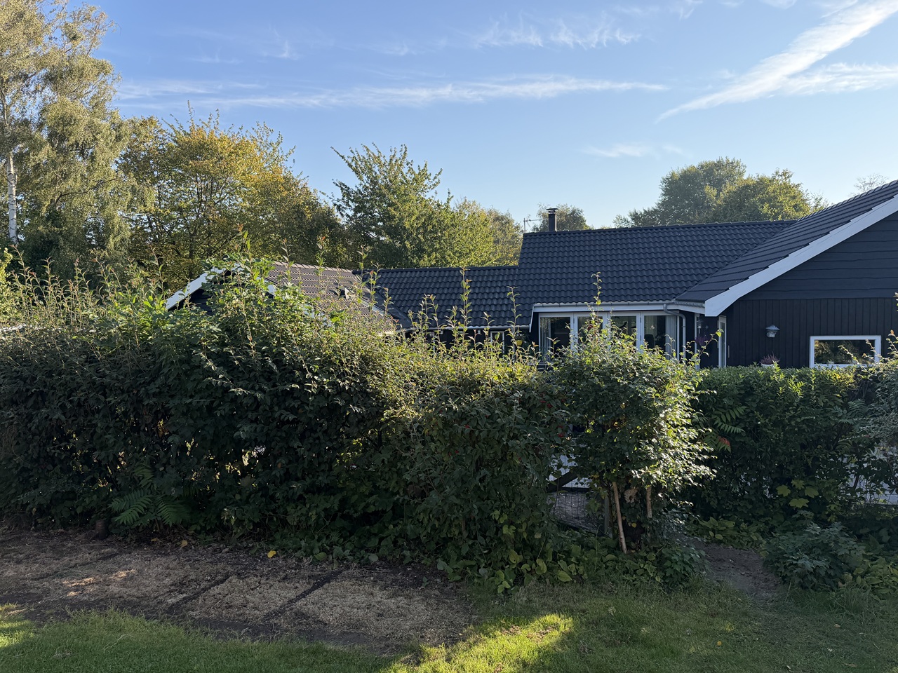 Tæt hæk foran et sort sommerhus med hvide kanter i Udsholt ved Gilleleje.